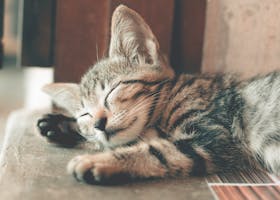 Close-Up Photography of Sleeping Tabby Cat